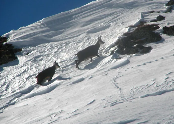 Apartament Dolomitissime Homes Marmolada Rocca Pietore